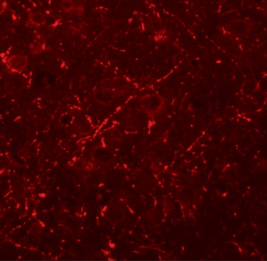MS4A6A Antibody - BSA Free
