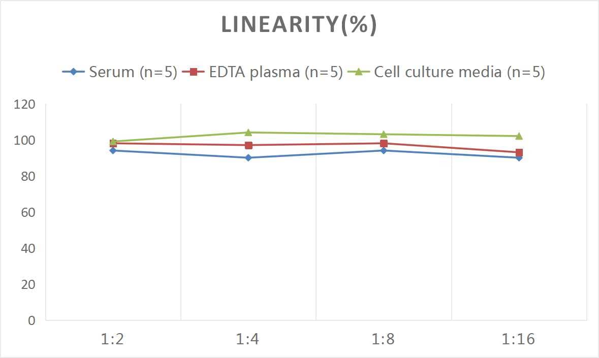 Human VIP ELISA Kit (Colorimetric)