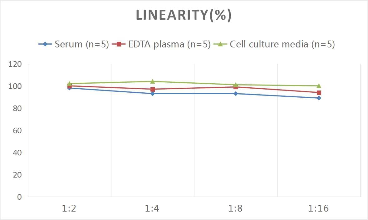 Rat VIP ELISA Kit (Colorimetric)