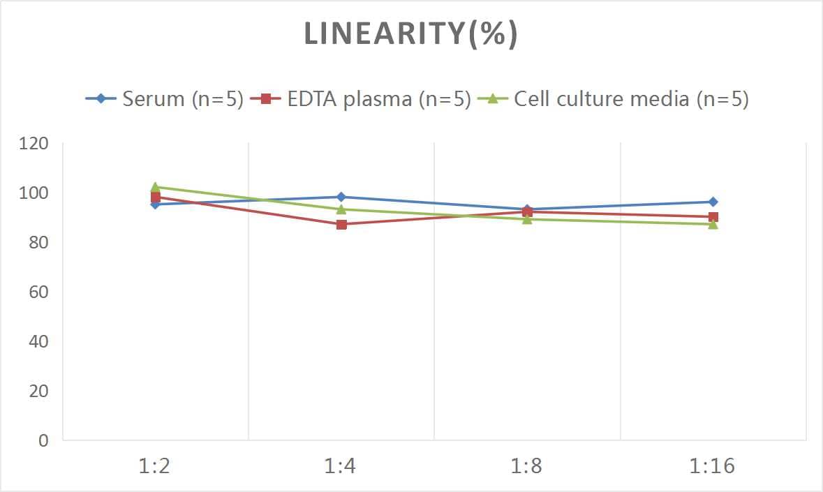 Rat Factor XII ELISA Kit (Colorimetric)