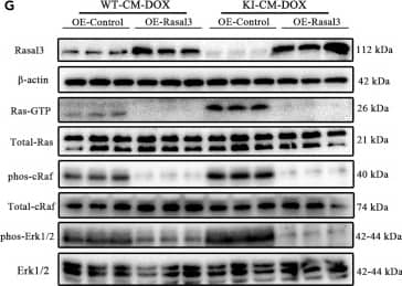 RASAL3 Antibody - BSA Free