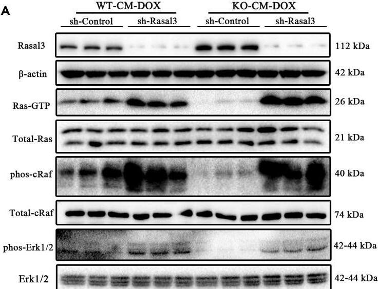 RASAL3 Antibody - BSA Free