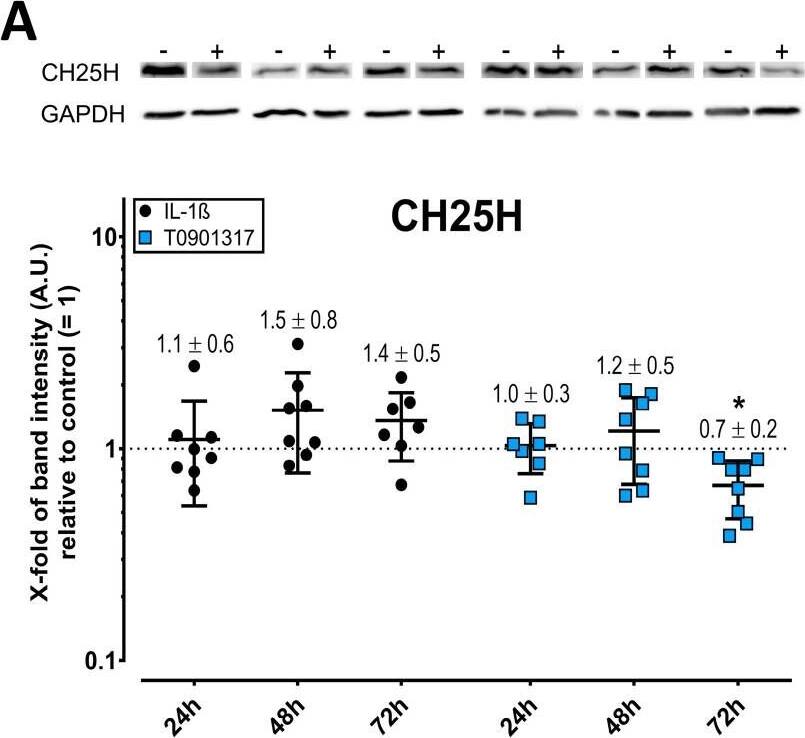 CH25H Antibody