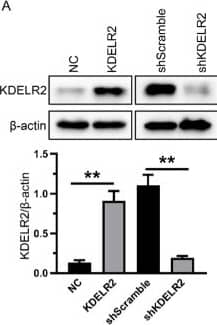 KDELR2 Antibody - BSA Free