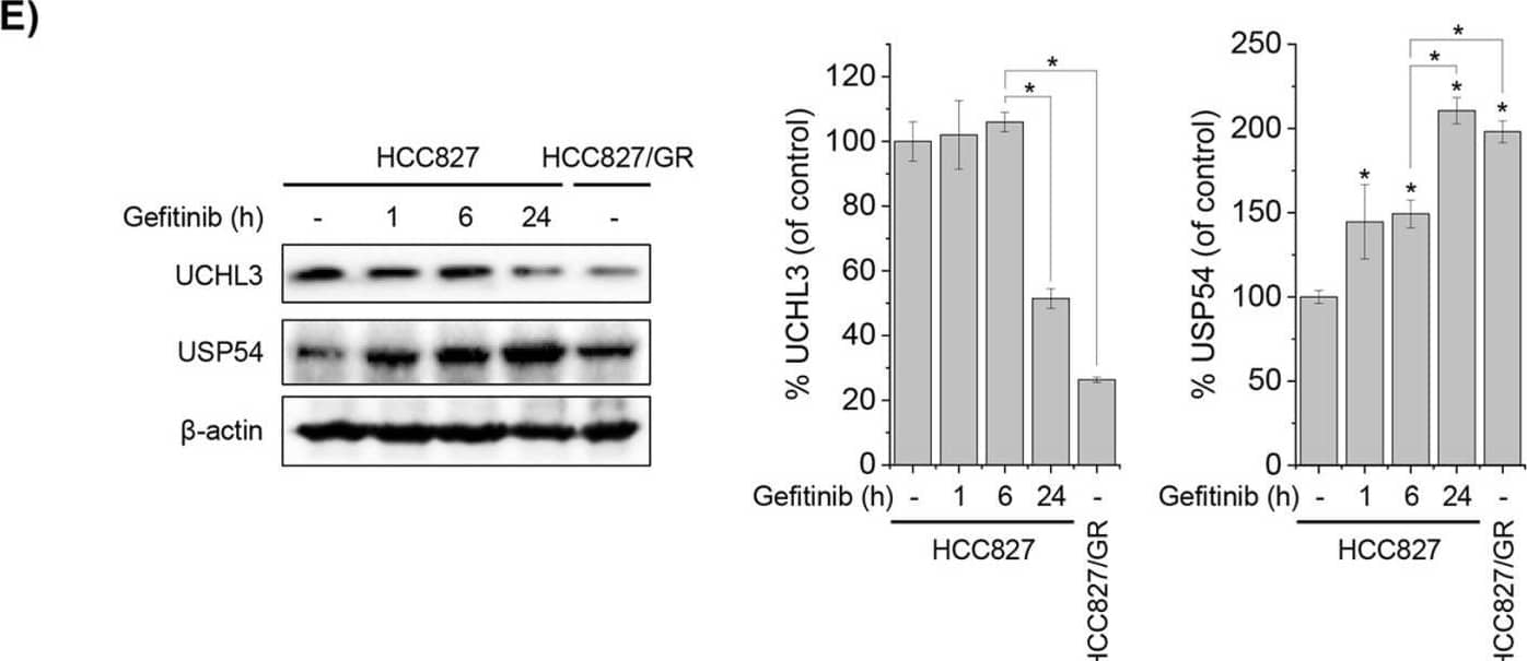 USP54 Antibody - BSA Free