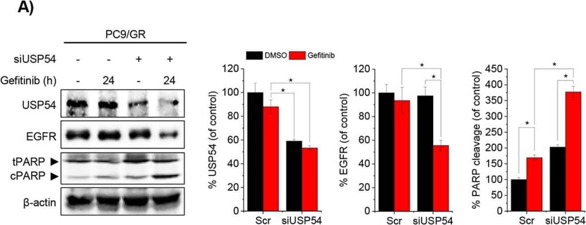 USP54 Antibody - BSA Free