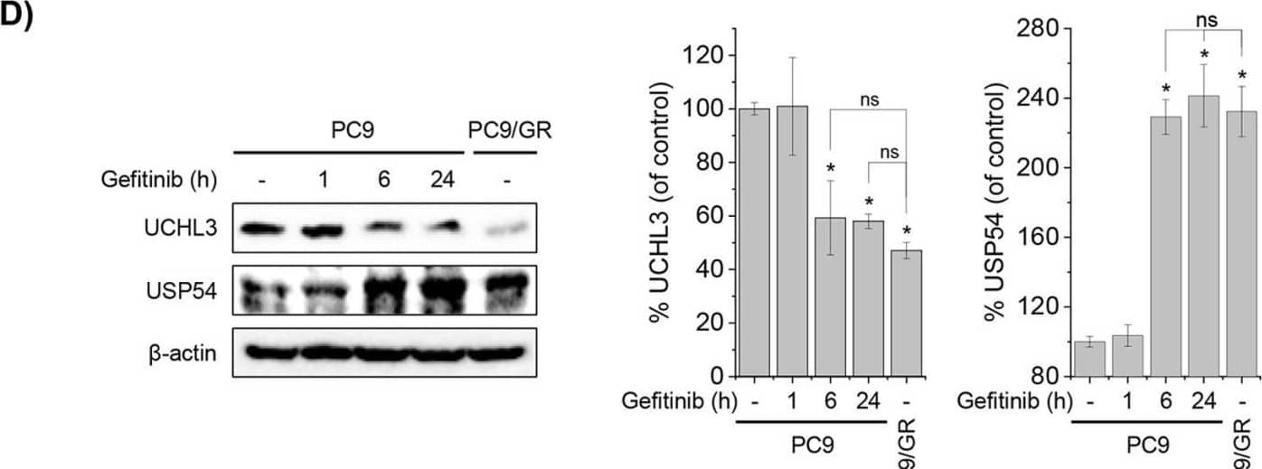 USP54 Antibody - BSA Free