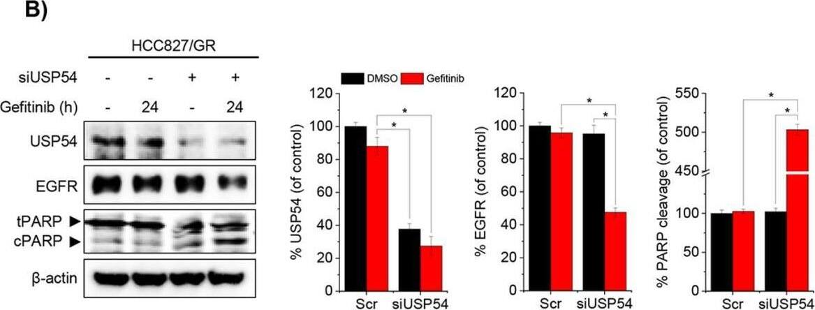 USP54 Antibody - BSA Free