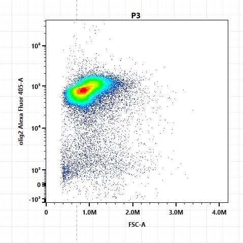 Olig2 Antibody (064) [Alexa Fluor® 405]