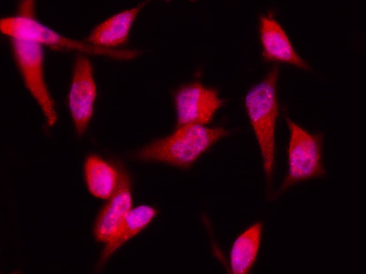4EBP1 Antibody (007) - Azide and BSA Free