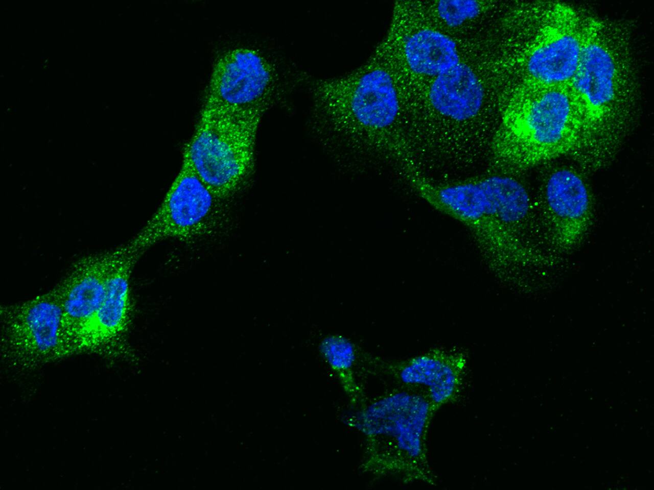 IFITM1 Antibody (021) - Azide and BSA Free