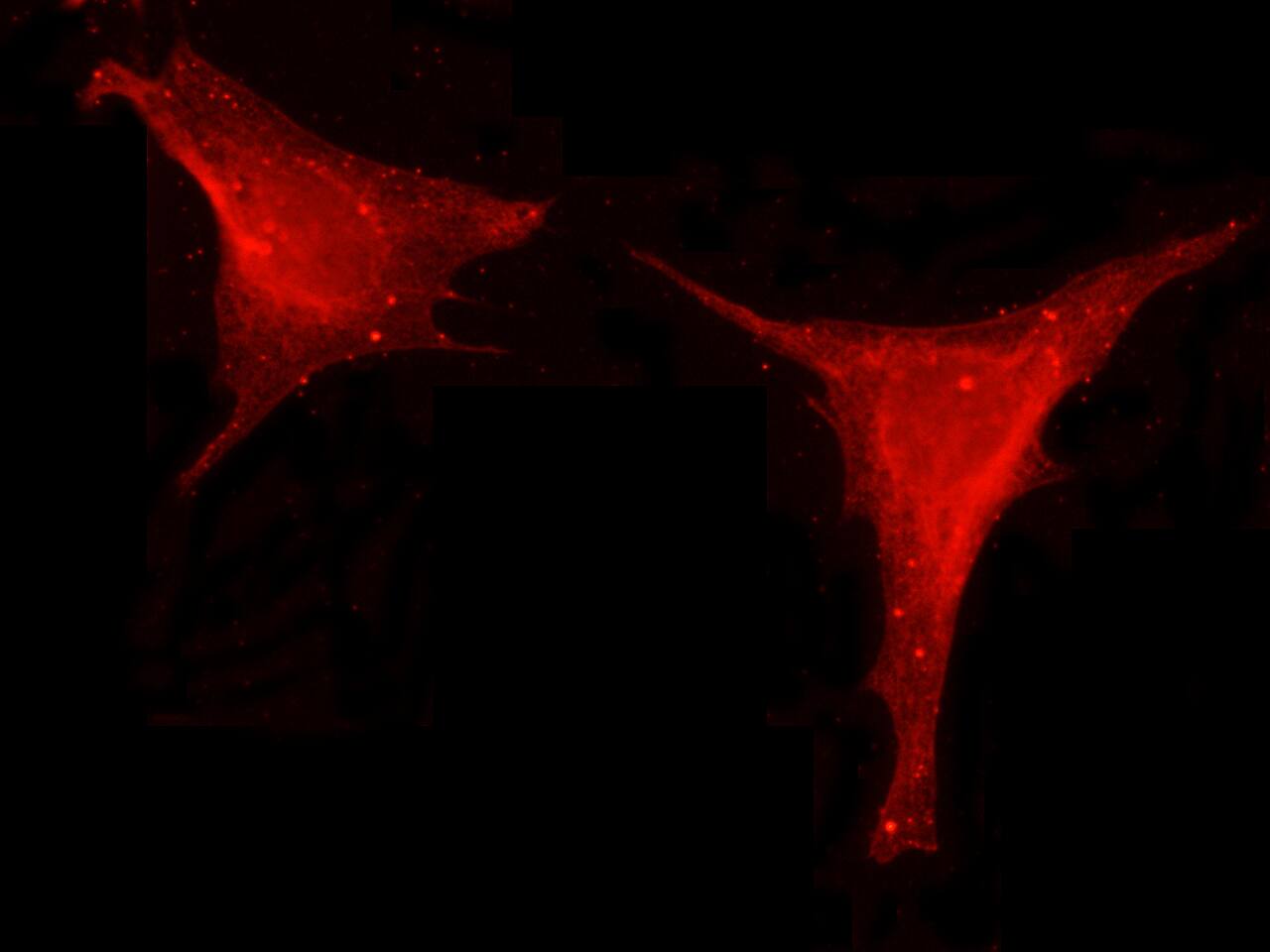 Leptin/OB Antibody (002) - Azide and BSA Free
