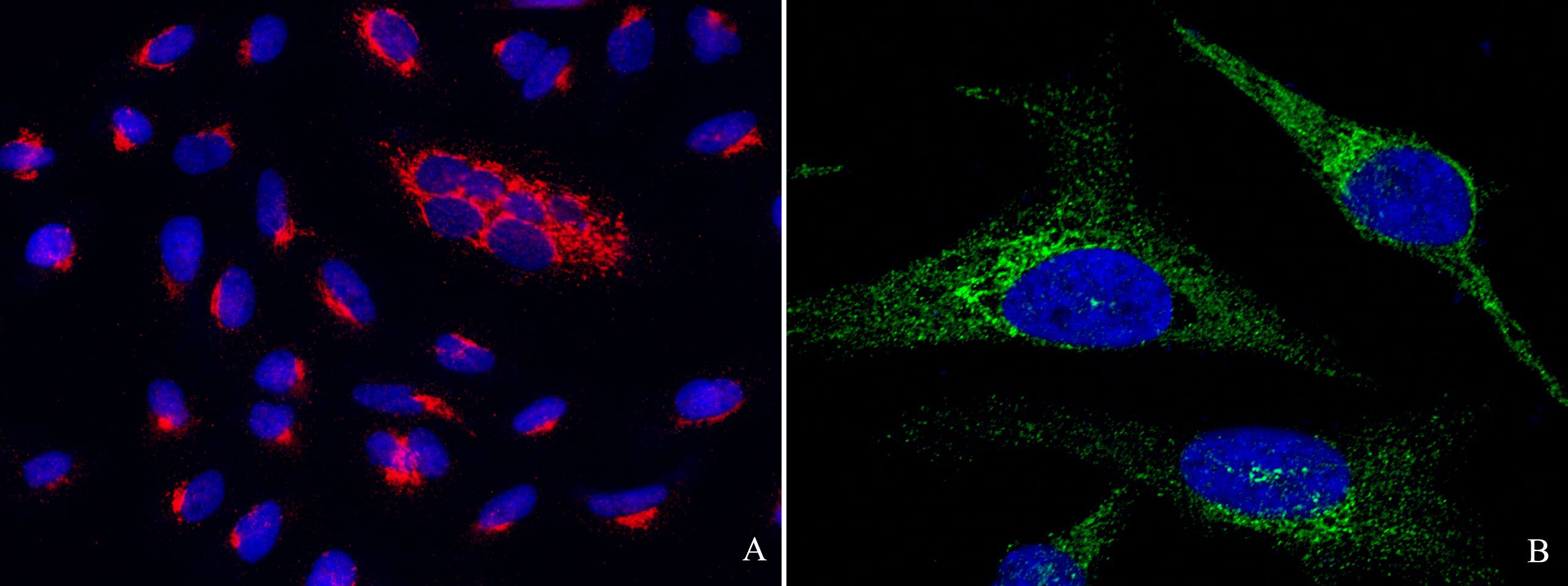PTP1B/PTPN1 Antibody (001) - Azide and BSA Free