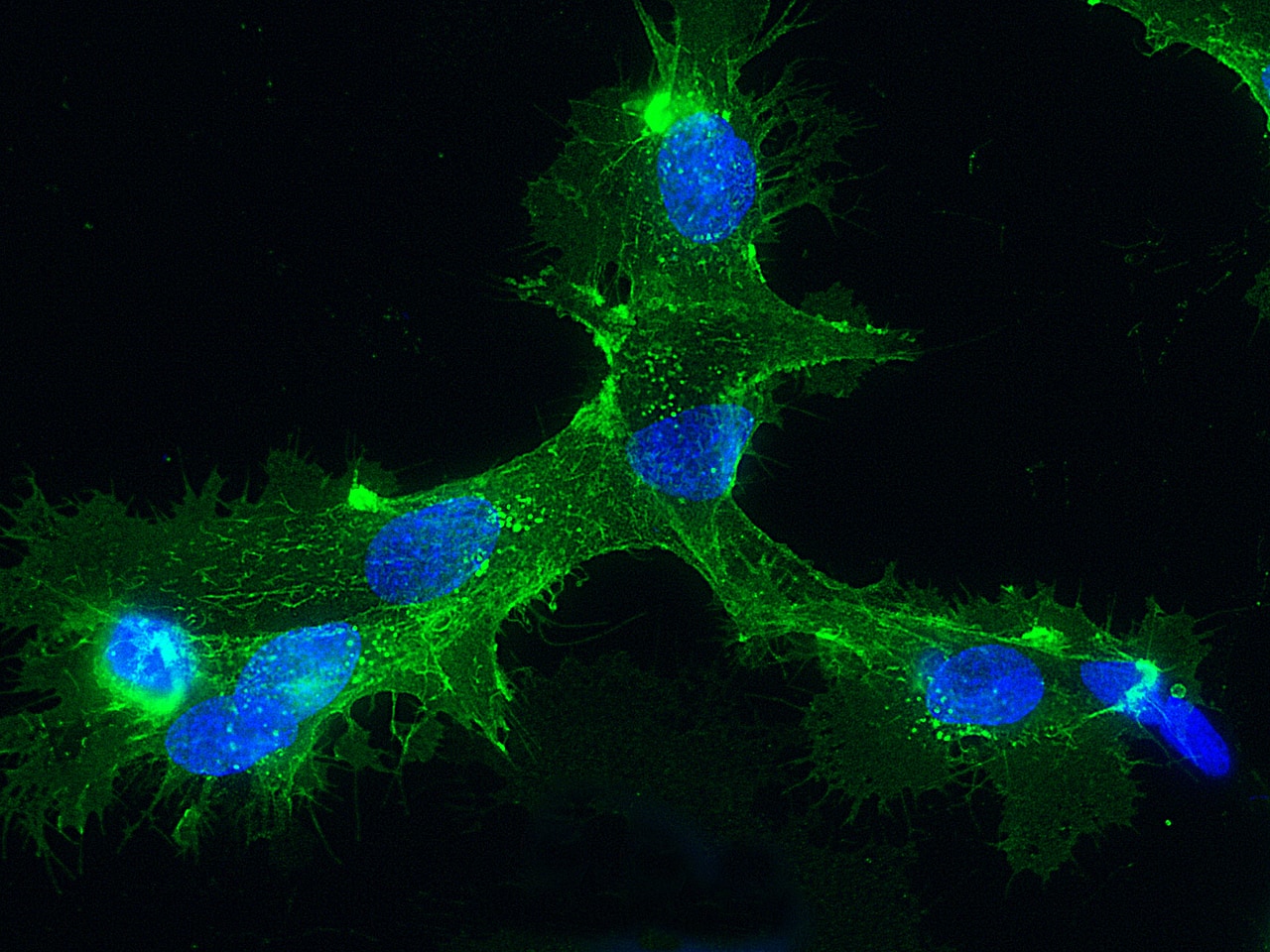 E-Selectin/CD62E Antibody (208) - Azide and BSA Free