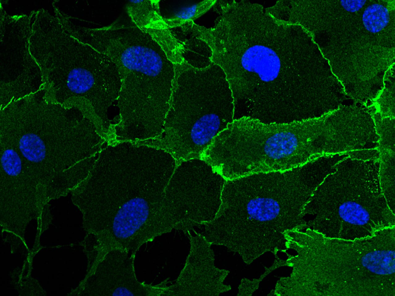 VE-Cadherin Antibody (048) - Azide and BSA Free