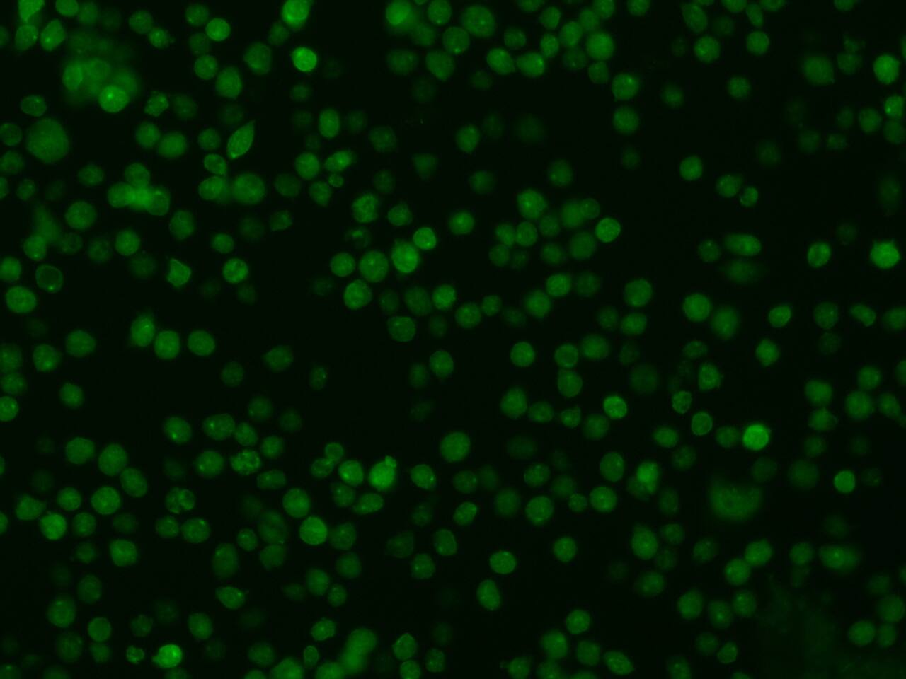Oncostatin M/OSM Antibody (015) - Azide and BSA Free
