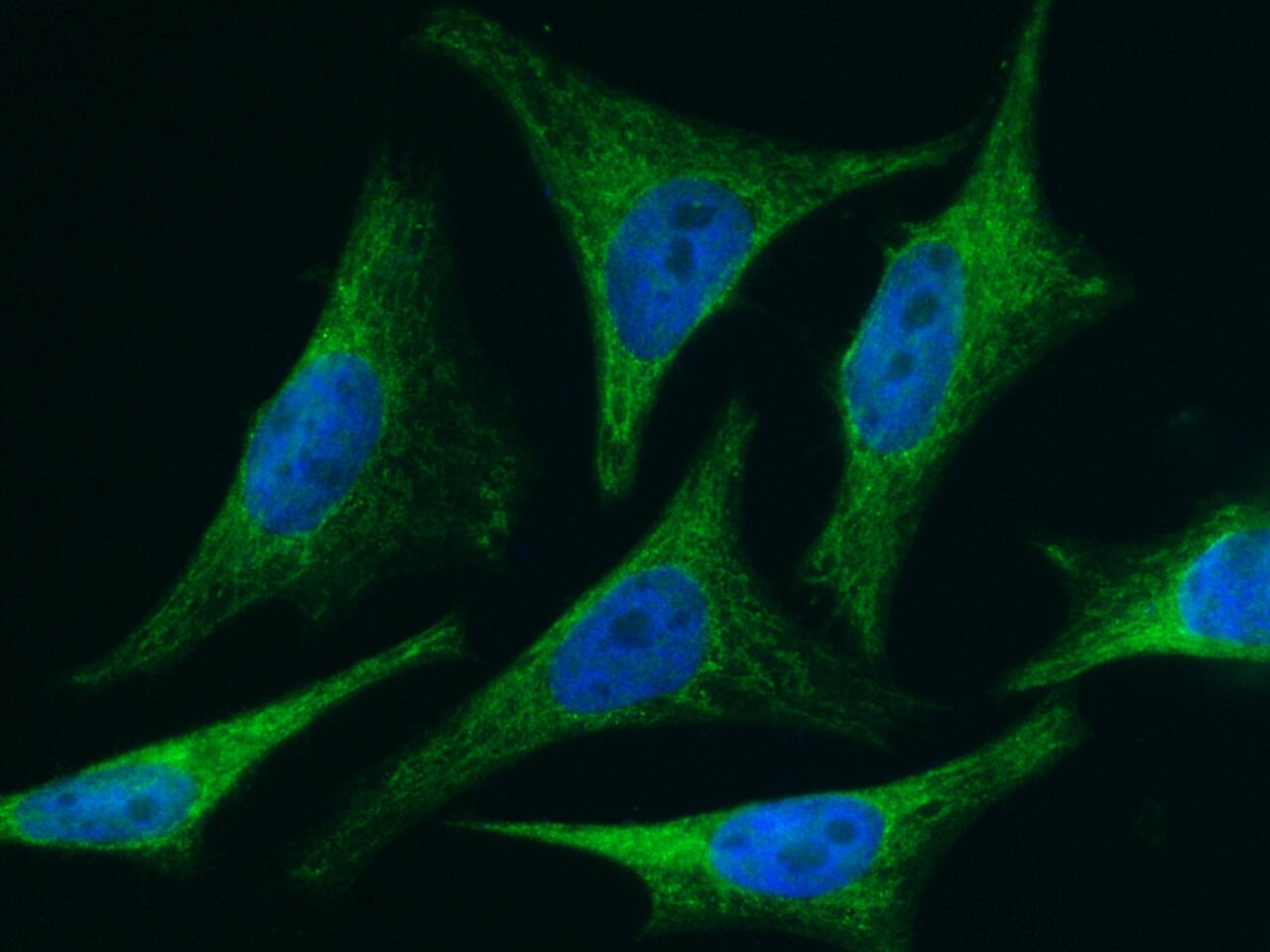 BID Antibody (005) - Azide and BSA Free
