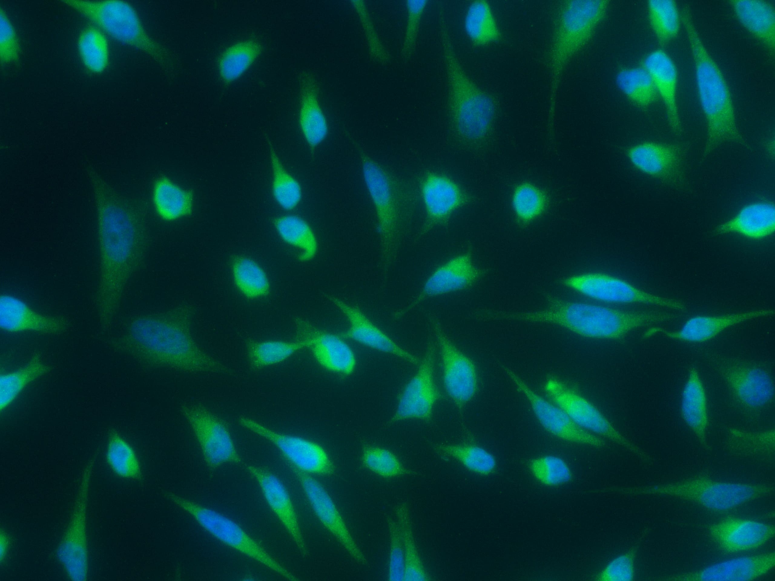 DC-LAMP Antibody (007) - Azide and BSA Free