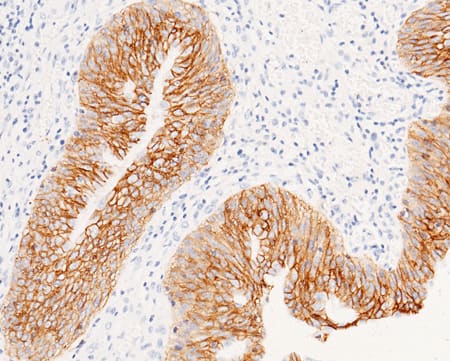 EpCAM/TROP1 Antibody (28) - Azide and BSA Free