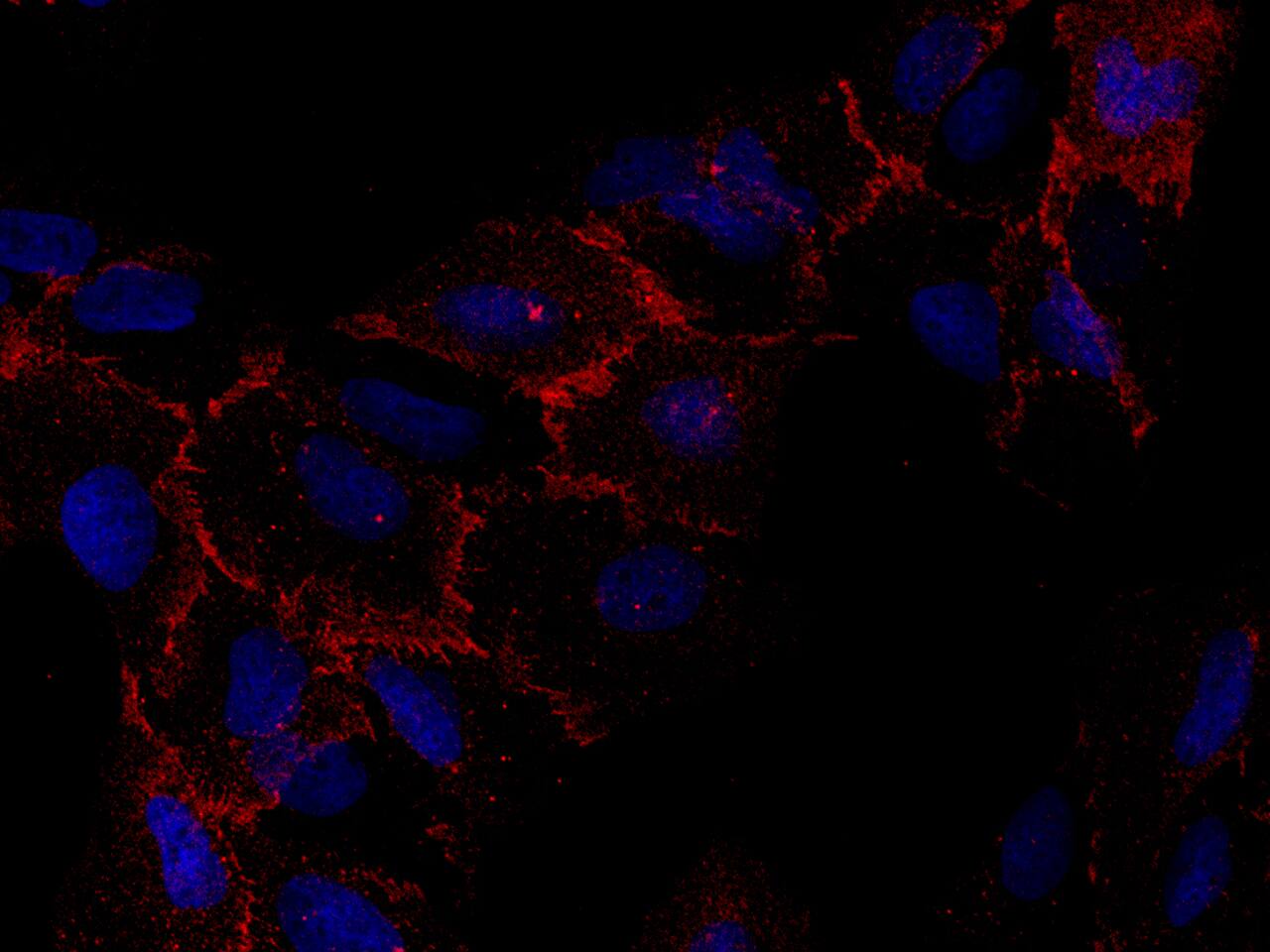 CXADR Antibody (271) - Azide and BSA Free