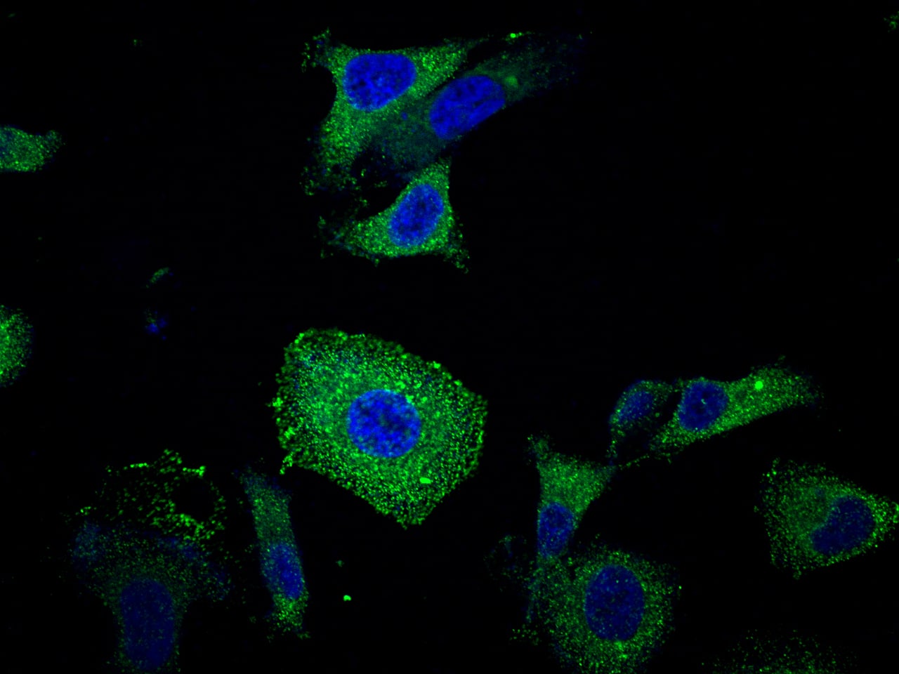 CEACAM6/CD66c Antibody (408) - Azide and BSA Free