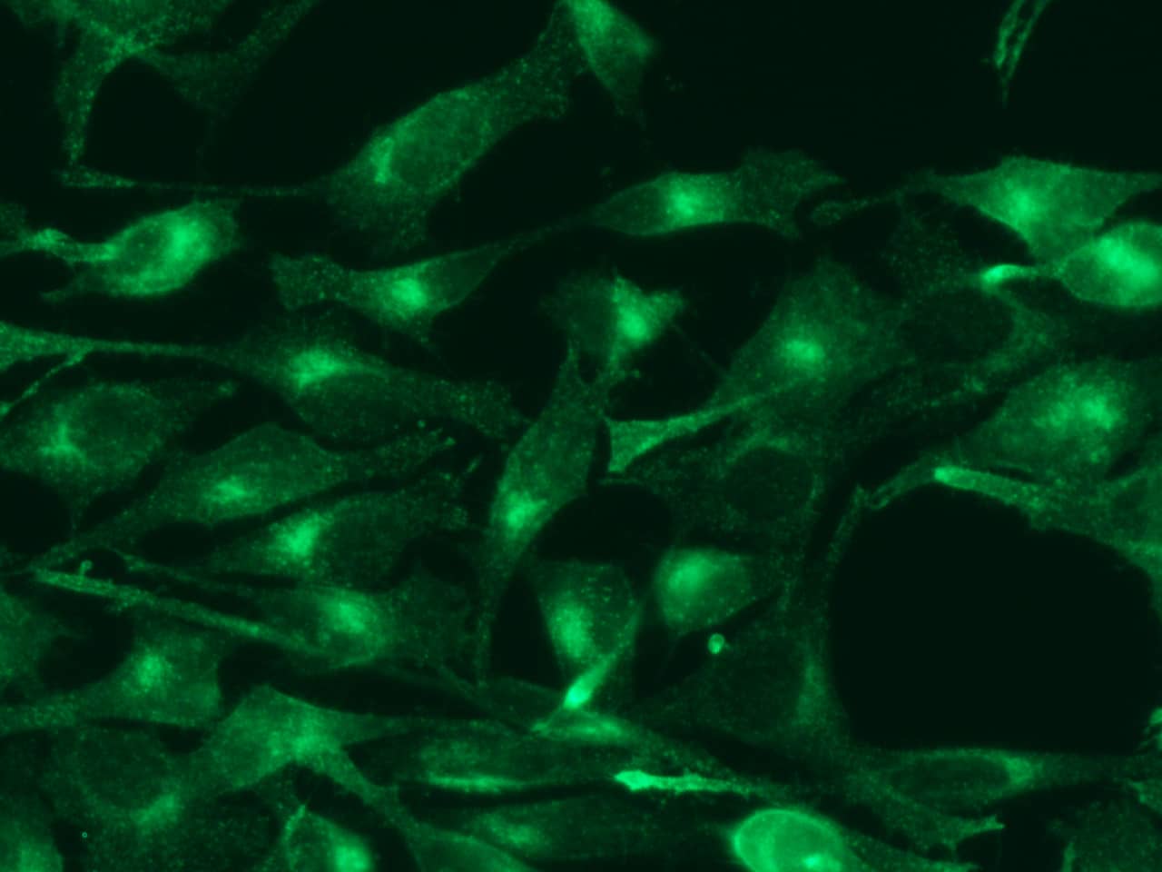 TfR (Transferrin R) Antibody (040) - Azide and BSA Free