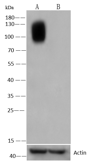 LAMP-1/CD107a Antibody (107)