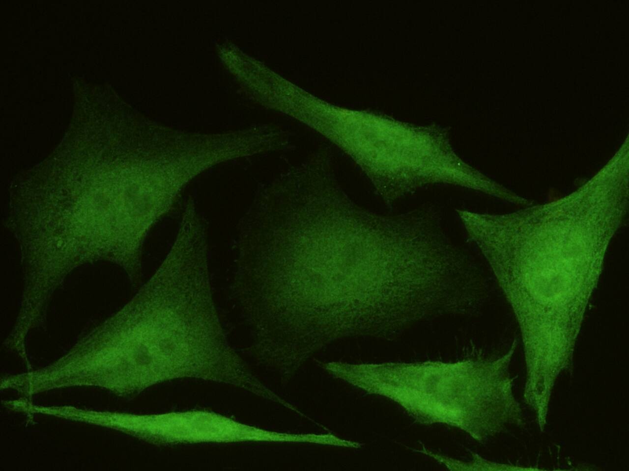 AKR1B1 Antibody (109) - Azide and BSA Free