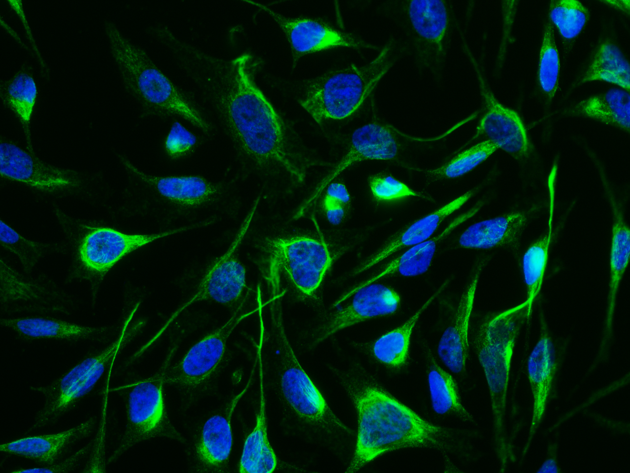 Arginase 1/ARG1/liver Arginase Antibody (034) - Azide and BSA Free