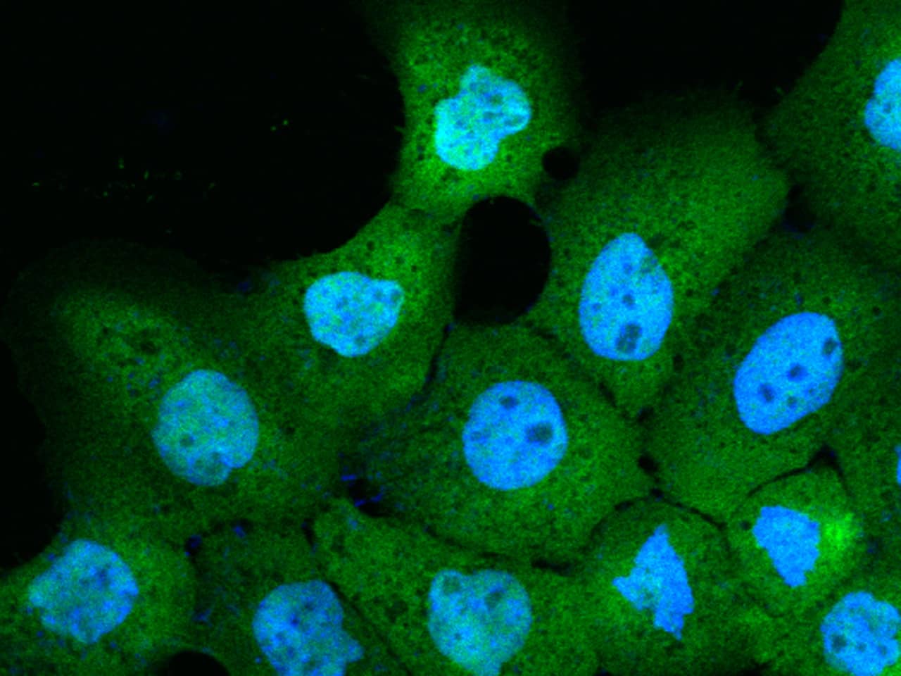 CALML5 Antibody (158) - Azide and BSA Free