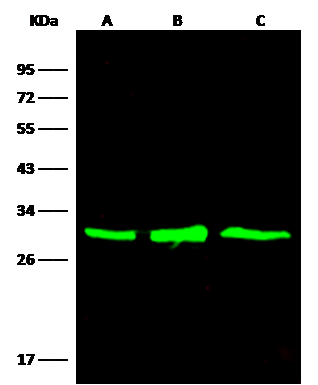 AK3L1 Antibody (010) - Azide and BSA Free