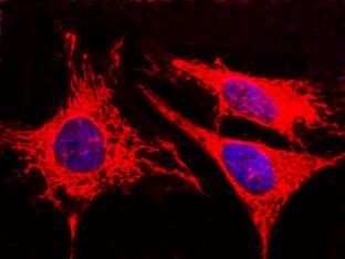 AK3L1 Antibody (010) - Azide and BSA Free