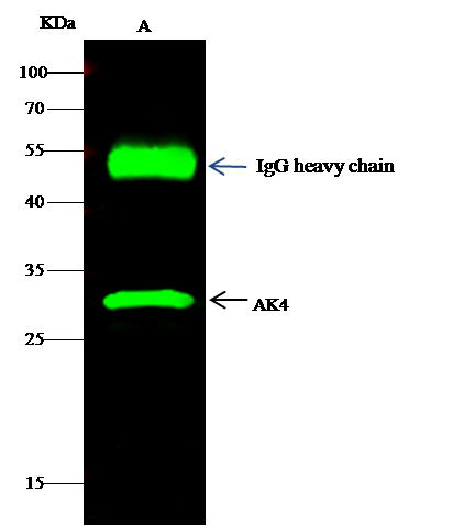 AK3L1 Antibody (010) - Azide and BSA Free
