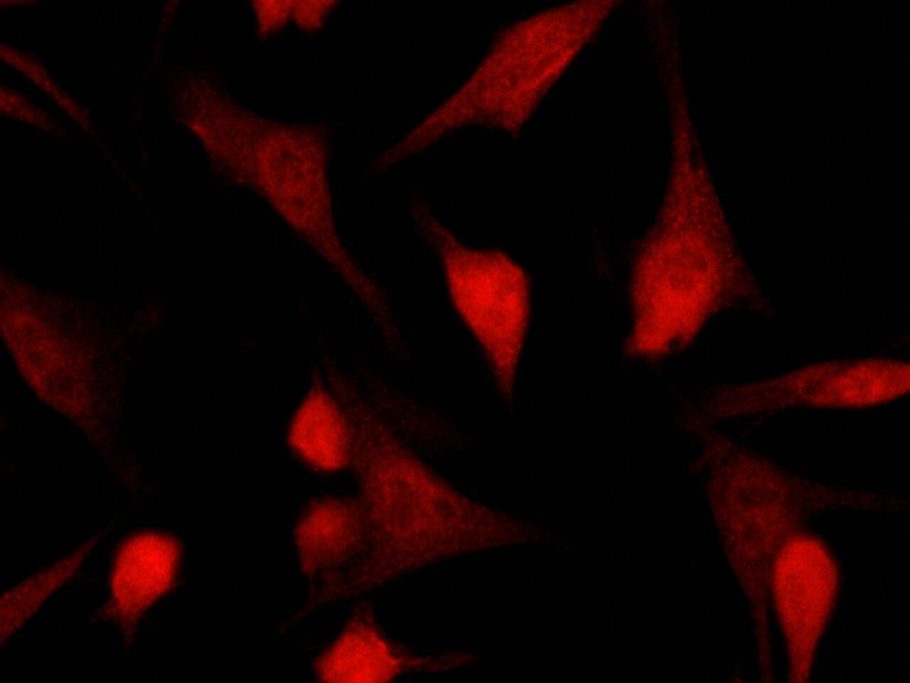 TSC22/TSC22D1 Antibody (043) - Azide and BSA Free