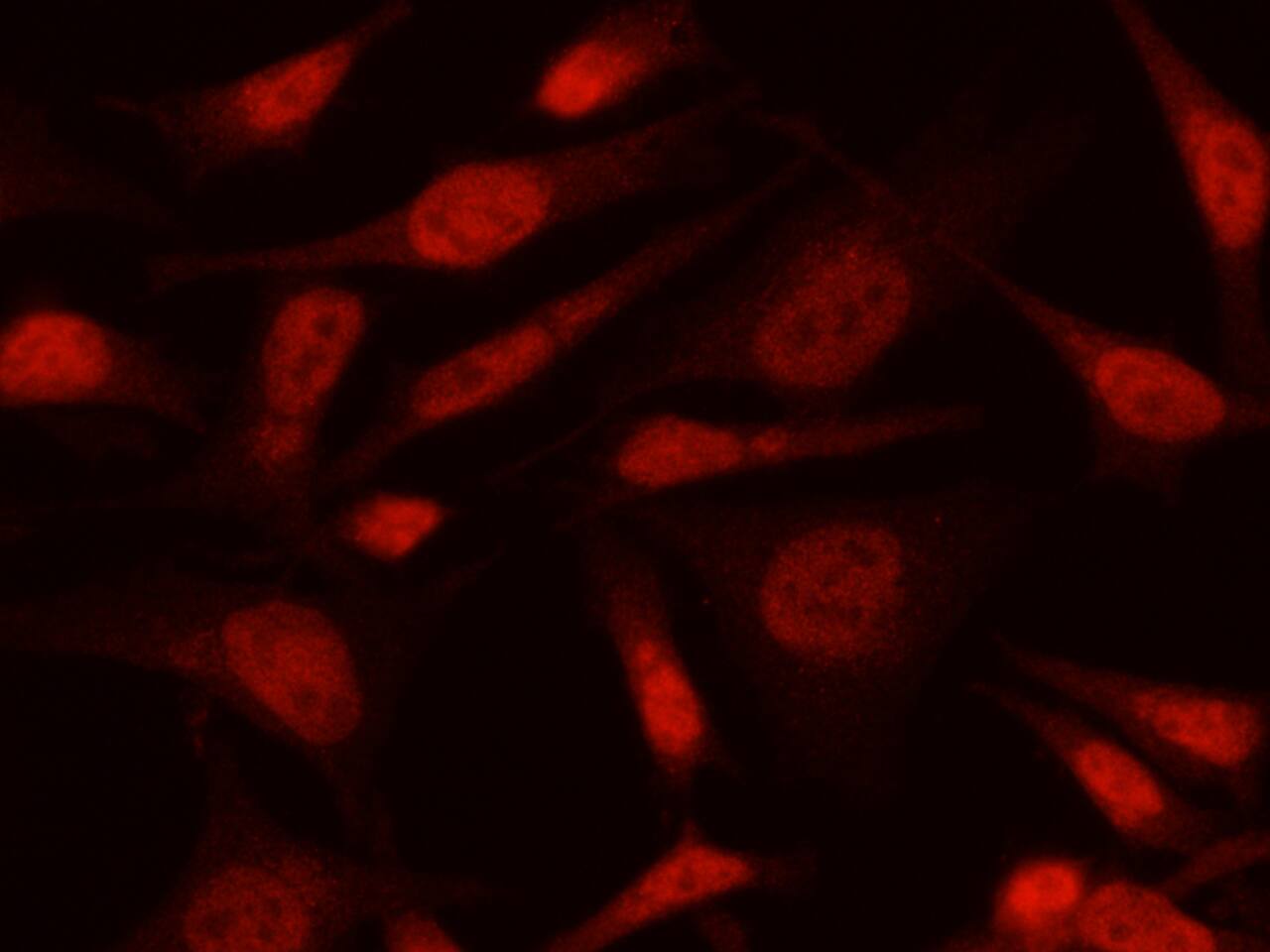 Max Antibody (103) - Azide and BSA Free