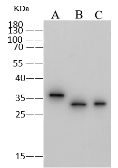 GFP Antibody (208) Western Blot: GFP Antibody (208) [NBP2-90178]