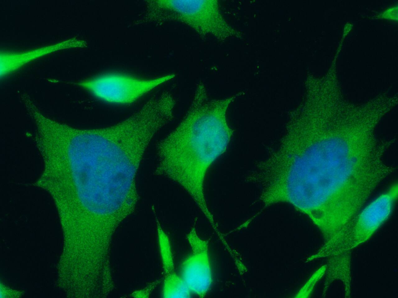 FDPS Antibody (005) - Azide and BSA Free
