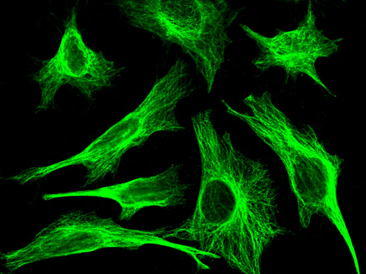 MID1IP1 Antibody (005) - Azide and BSA Free