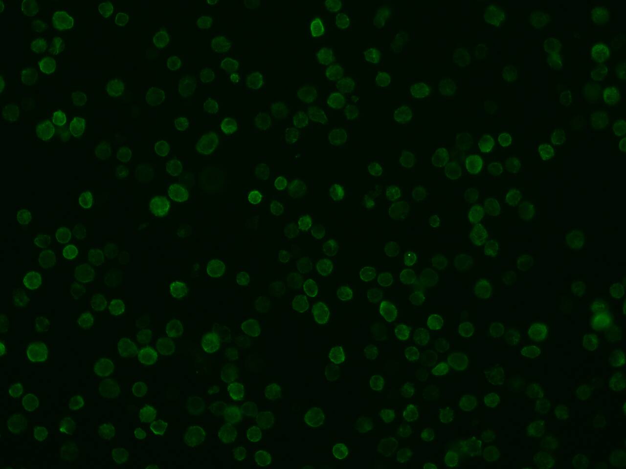 AIF-1/Iba1 Antibody (031) - Azide and BSA Free