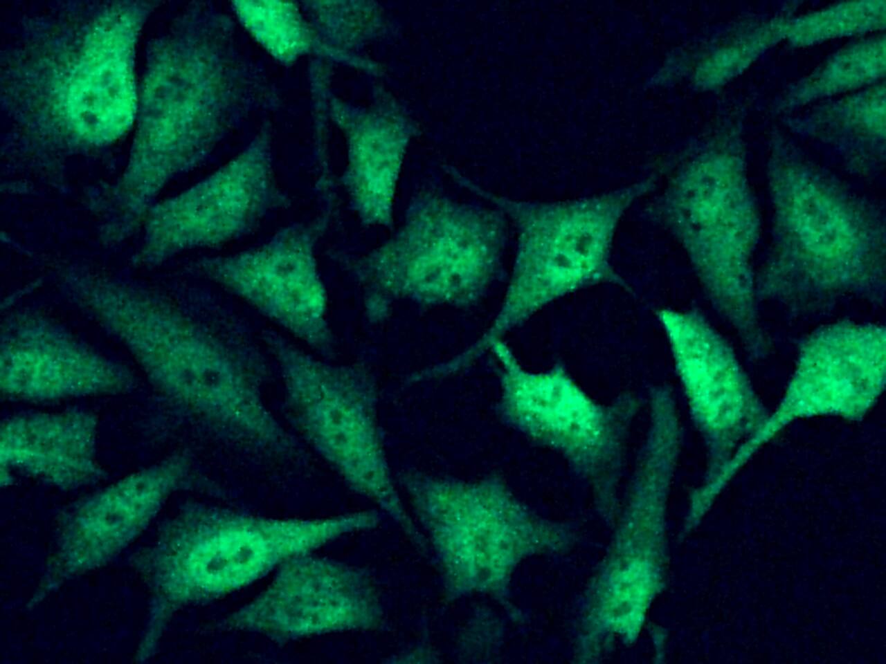 FHIT Antibody (104) - Azide and BSA Free