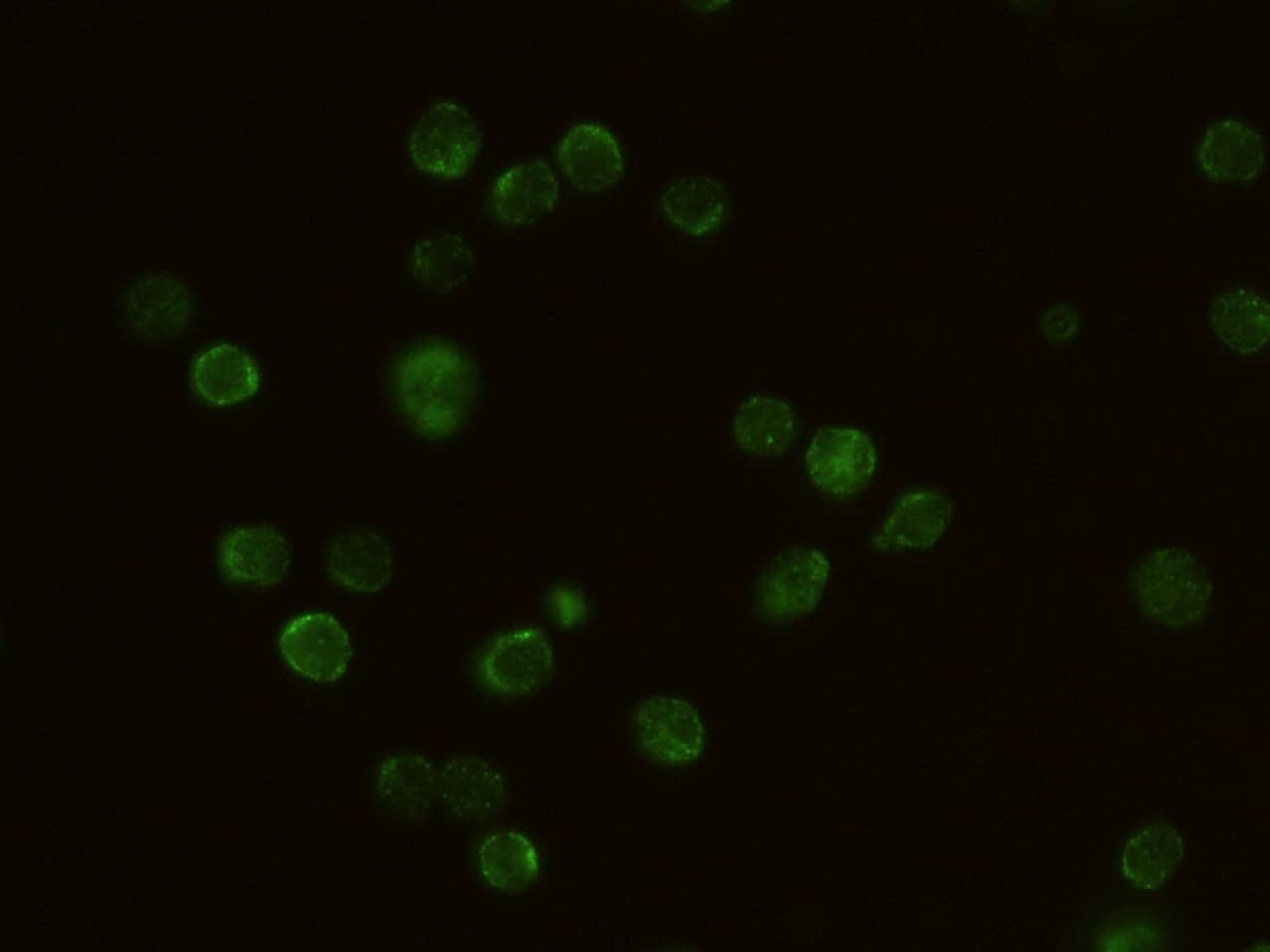Common gamma Chain/IL-2 R gamma Antibody (011) - Azide and BSA Free