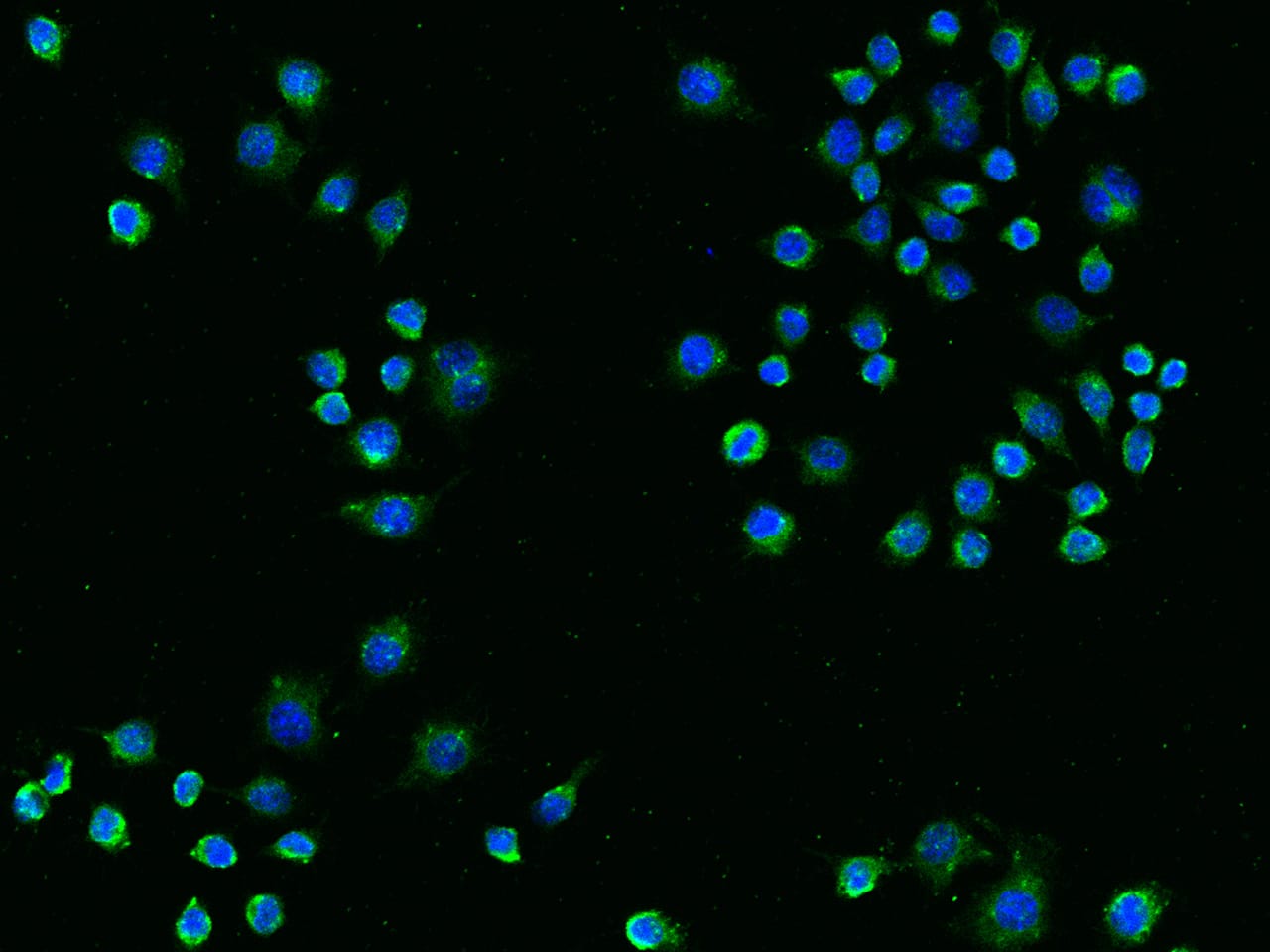 TREM2 Antibody (014) - Azide and BSA Free
