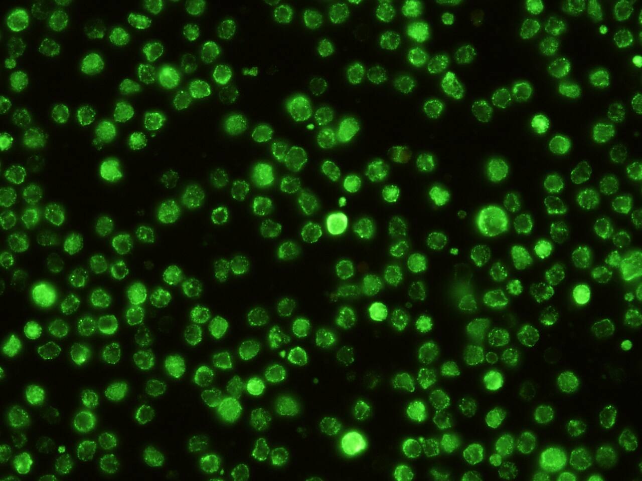 SIGNR1/CD209b Antibody (143) - Azide and BSA Free