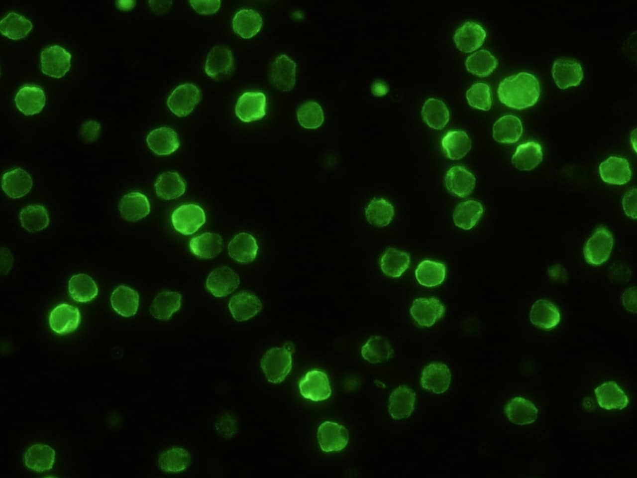 CD229/SLAMF3/Lymphocyte Antigen 9 Antibody (002) - Azide and BSA Free