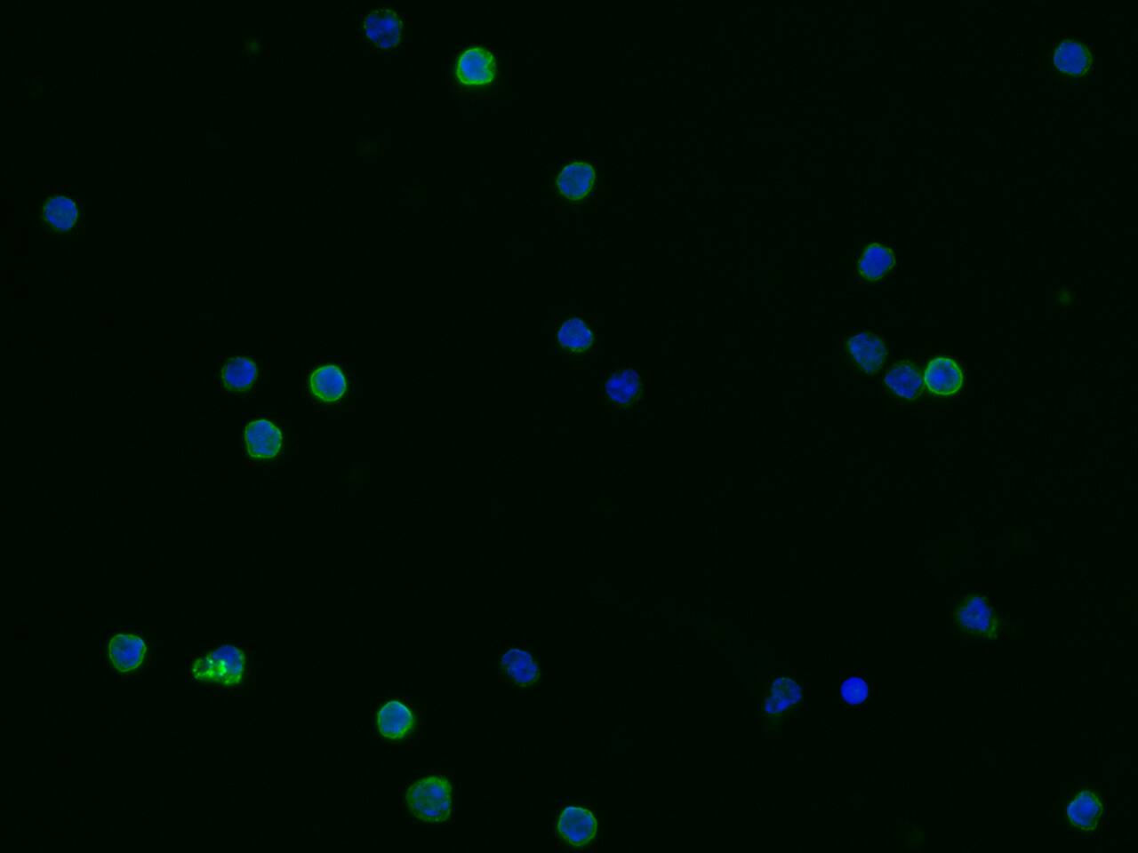CD23/Fc epsilon RII Antibody (007) - Azide and BSA Free