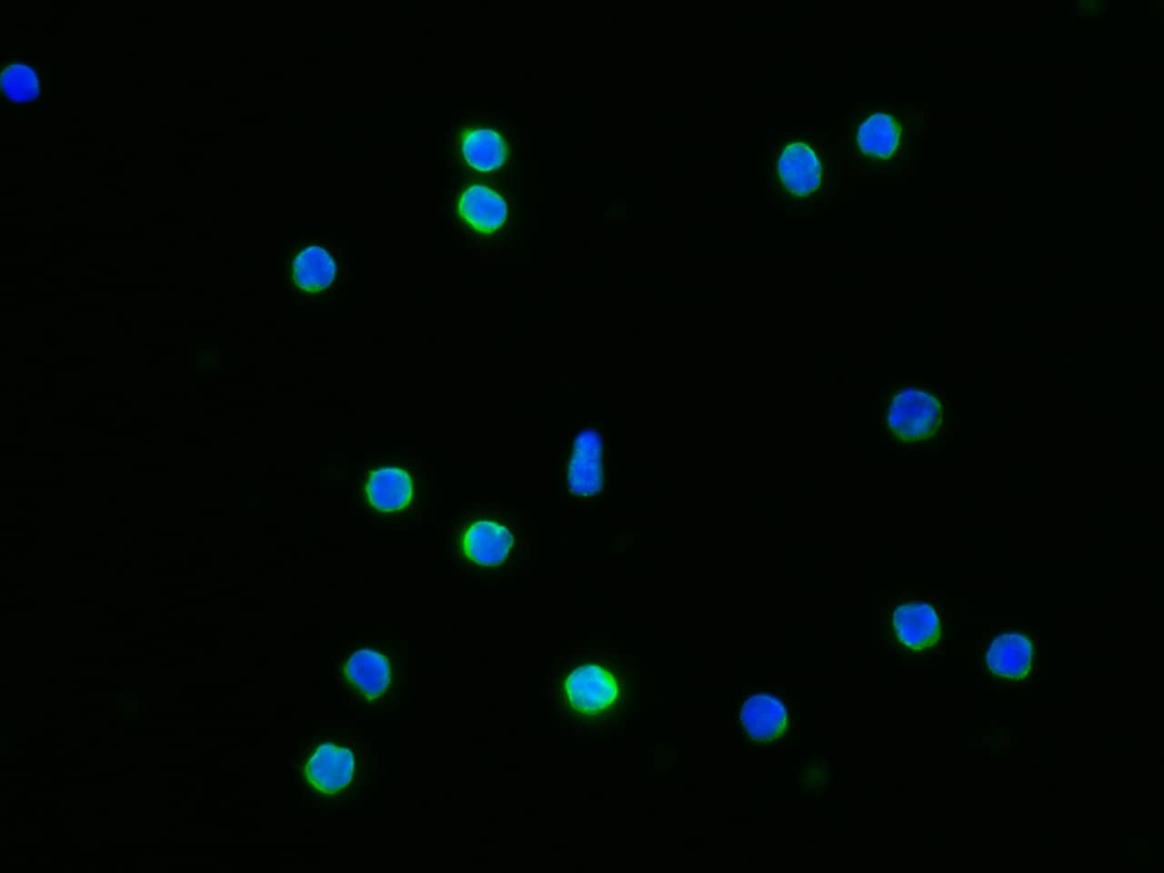 IFN-gamma R1/CD119 Antibody (062) - Azide and BSA Free