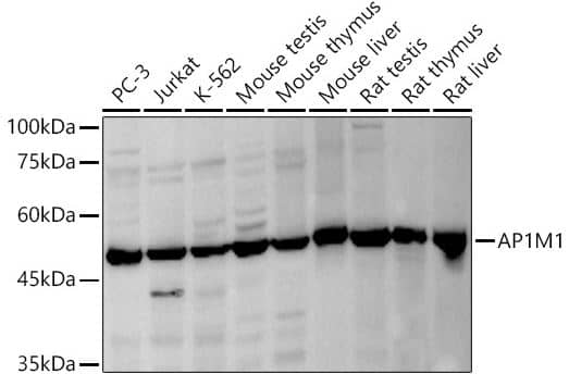 AP1M1 Antibody