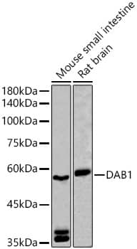 DAB1 Antibody - Azide and BSA Free