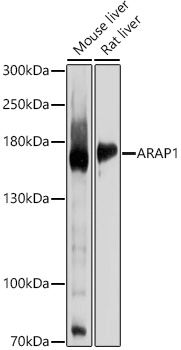 ARAP1 Antibody - BSA Free