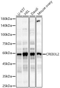 CREB3L2 Antibody - BSA Free